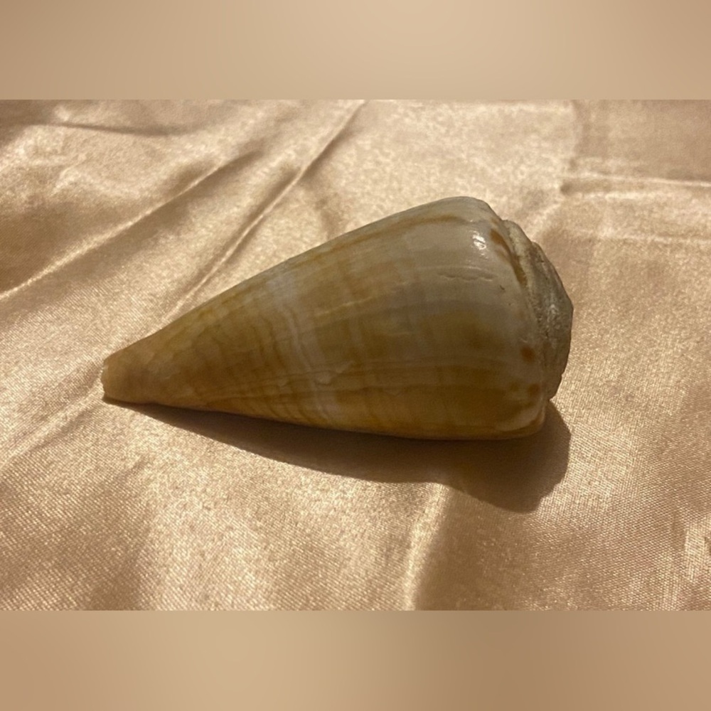 Vintage Cone Sea Shell #6371